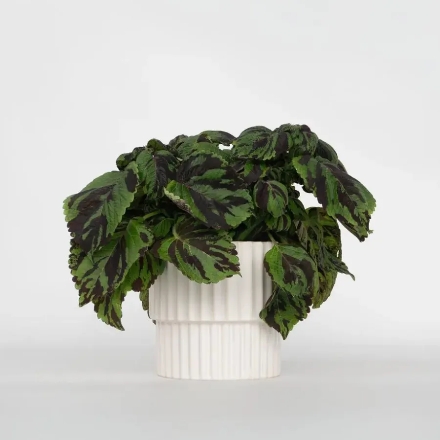 Plant in a Box Coleus 'Tiger' - Siernetel - Hoogte 25-35cm - ø17cm