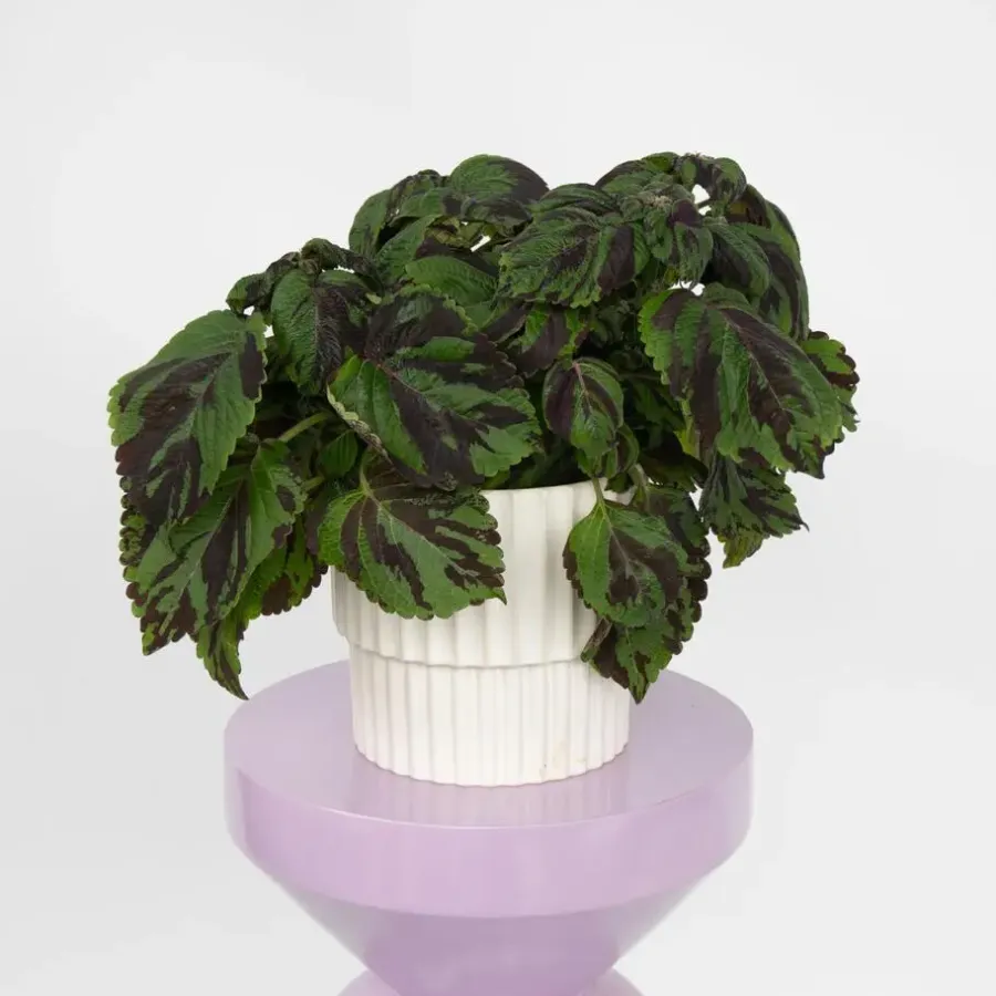 Plant in a Box Coleus 'Tiger' - Siernetel - Hoogte 25-35cm - ø17cm