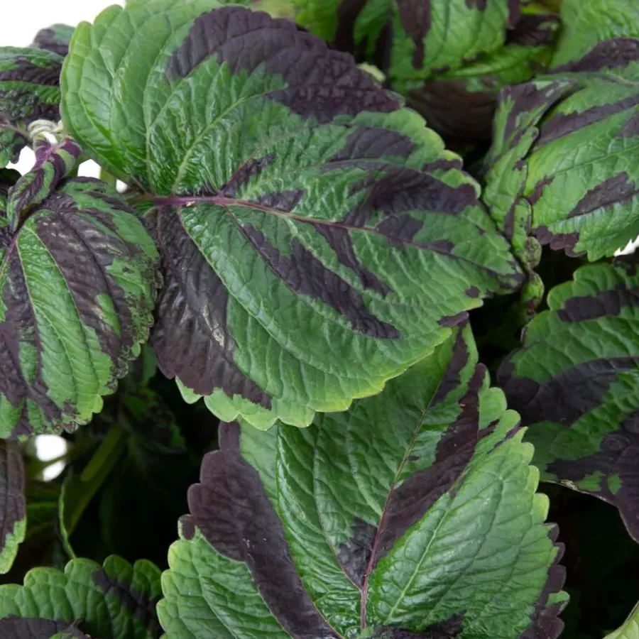 Plant in a Box Coleus 'Tiger' - Siernetel - Hoogte 25-35cm - ø17cm