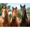 Placemats-Cornelissen Placemat - drie paarden - 3D - 30 x 40 cm