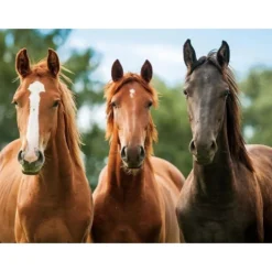 Placemats-Cornelissen Placemat - drie paarden - 3D - 30 x 40 cm