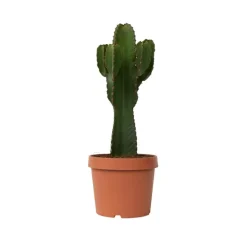 Kamerplanten-Plant in a Box Cowboycactus - Euphorbia ingens - Hoogte 85-95cm - ⌀24cm