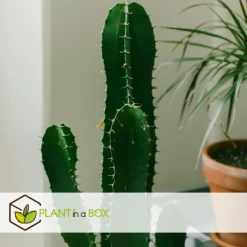Kamerplanten-Plant in a Box Cowboycactus - Euphorbia ingens - Hoogte 85-95cm - ⌀24cm