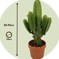 Kamerplanten-Plant in a Box Cowboycactus - Euphorbia ingens - Hoogte 85-95cm - ⌀24cm
