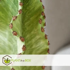 Kamerplanten-Plant in a Box Cowboycactus - Euphorbia ingens - Hoogte 85-95cm - ⌀24cm