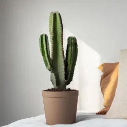 Kamerplanten-Plant in a Box Cowboycactus - Euphorbia ingens - Hoogte 85-95cm - ⌀24cm