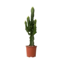 Kamerplanten-Plant in a Box Cowboycactus - Euphorbia ingens - Hoogte 50-60cm - ⌀17cm