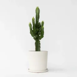 Kamerplanten-Plant in a Box Cowboycactus - Euphorbia ingens - Hoogte 50-60cm - ⌀17cm