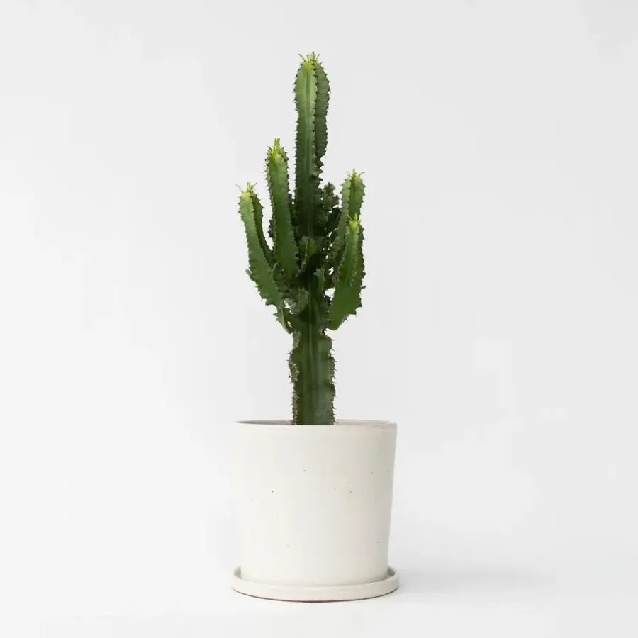 Kamerplanten-Plant in a Box Cowboycactus - Euphorbia ingens - Hoogte 50-60cm - ⌀17cm