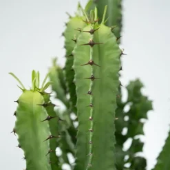 Kamerplanten-Plant in a Box Cowboycactus - Euphorbia ingens - Hoogte 50-60cm - ⌀17cm