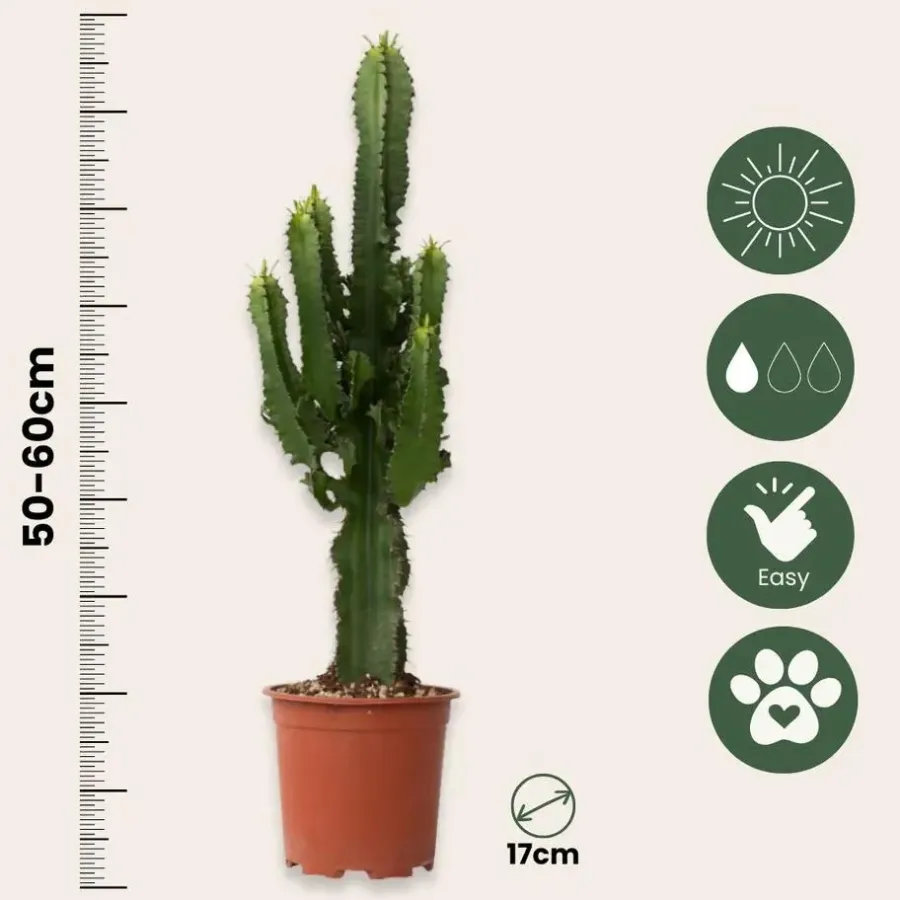 Kamerplanten-Plant in a Box Cowboycactus - Euphorbia ingens - Hoogte 50-60cm - ⌀17cm
