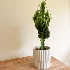 Kamerplanten-Plant in a Box Cowboycactus - Euphorbia ingens - Hoogte 50-60cm - ⌀17cm