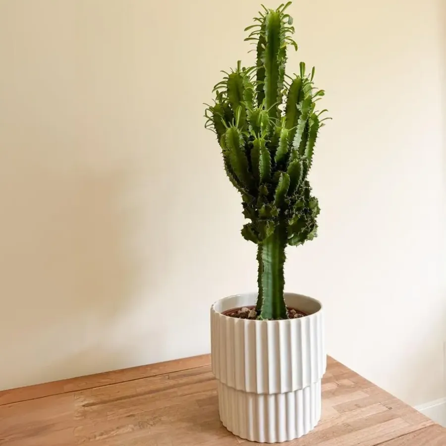 Kamerplanten-Plant in a Box Cowboycactus - Euphorbia ingens - Hoogte 50-60cm - ⌀17cm