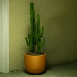 Kamerplanten-Plant in a Box Cowboycactus - Euphorbia ingens - Hoogte 50-60cm - ⌀17cm