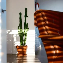 Kamerplanten-Plant in a Box Cowboycactus - Euphorbia ingens - Hoogte 50-60cm - ⌀17cm
