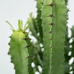 Kamerplanten-Plant in a Box Cowboycactus - Euphorbia ingens - Hoogte 50-60cm - ⌀17cm