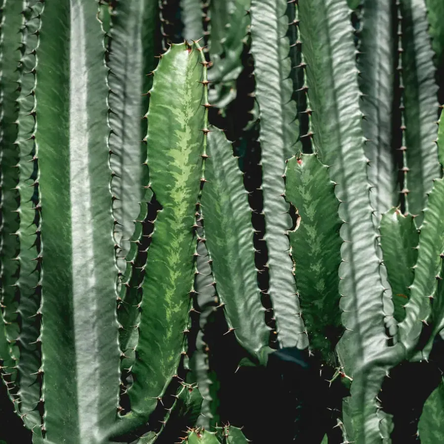 Kamerplanten-Plant in a Box Cowboycactus - Euphorbia ingens - Hoogte 50-60cm - ⌀17cm