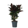 Plant in a Box Croton - Codiaeum variegatum 'Mrs. Iceton' - Hoogte 60-70cm - ⌀19cm