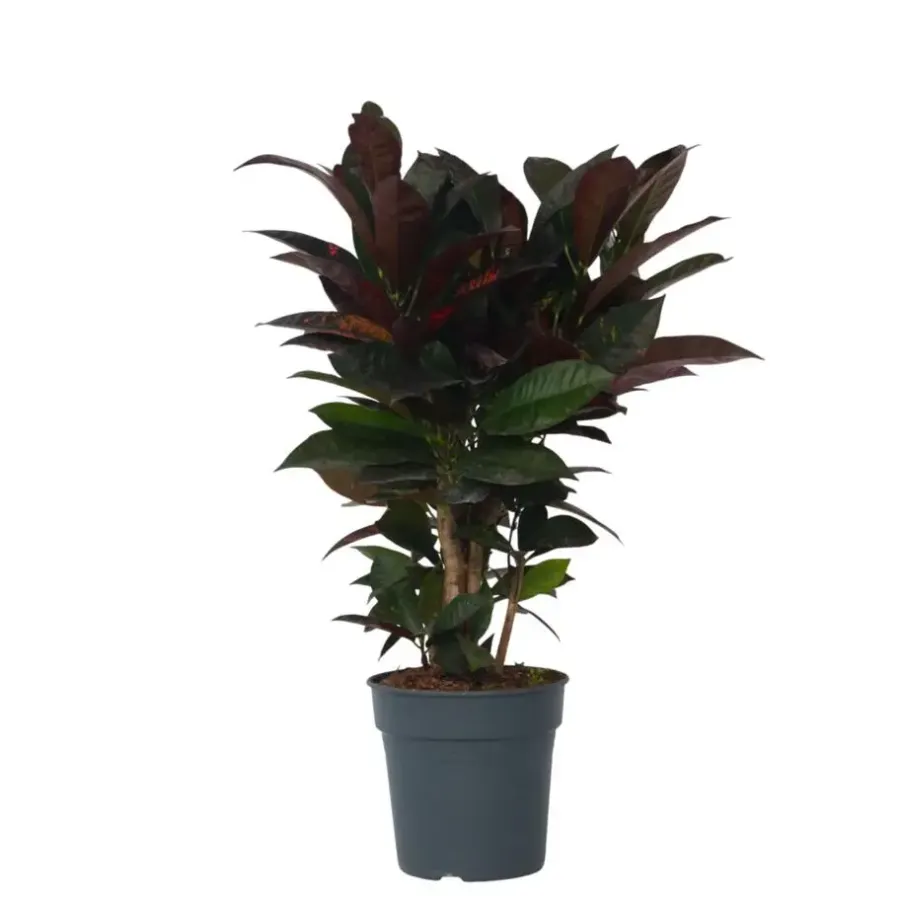 Plant in a Box Croton - Codiaeum variegatum 'Mrs. Iceton' - Hoogte 60-70cm - ⌀19cm