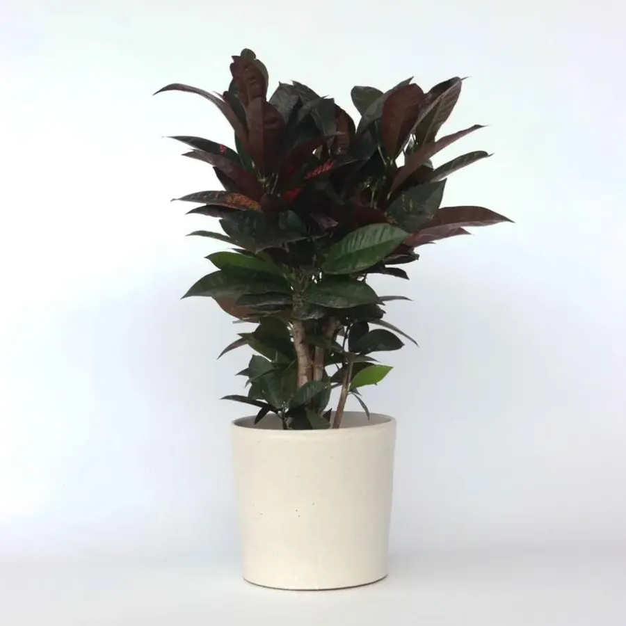 Plant in a Box Croton - Codiaeum variegatum 'Mrs. Iceton' - Hoogte 60-70cm - ⌀19cm