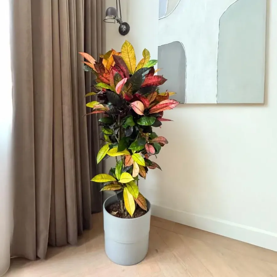 Plant in a Box Croton - Codiaeum variegatum 'Mrs. Iceton' - Hoogte 60-70cm - ⌀19cm