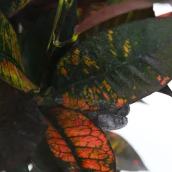 Plant in a Box Croton - Codiaeum variegatum 'Mrs. Iceton' - Hoogte 60-70cm - ⌀19cm