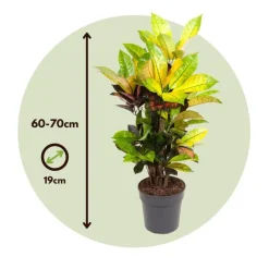 Plant in a Box Croton - Codiaeum variegatum 'Mrs. Iceton' - Hoogte 60-70cm - ⌀19cm