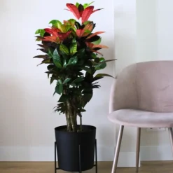 Plant in a Box Croton - Codiaeum variegatum 'Mrs. Iceton' - Hoogte 60-70cm - ⌀19cm