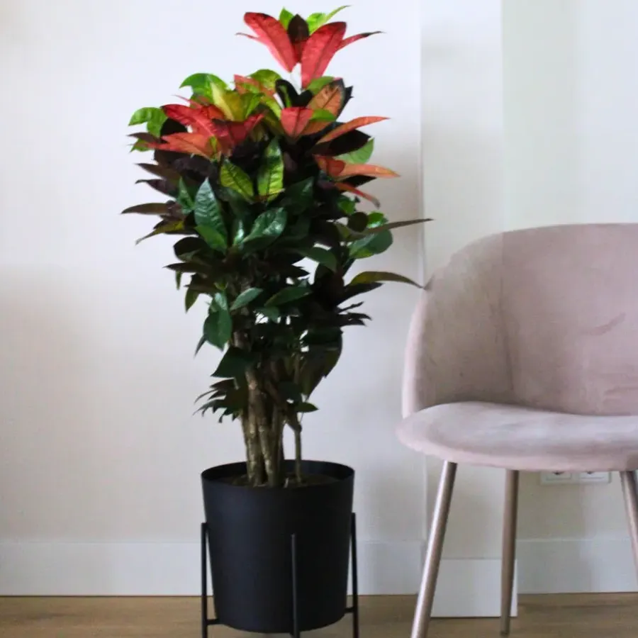 Plant in a Box Croton - Codiaeum variegatum 'Mrs. Iceton' - Hoogte 60-70cm - ⌀19cm
