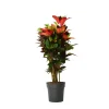 Plant in a Box Croton - Codiaeum variegatum 'Mrs. Iceton' - Hoogte 90-100cm - Pot 27cm
