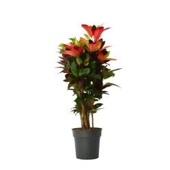 Plant in a Box Croton - Codiaeum variegatum 'Mrs. Iceton' - Hoogte 90-100cm - Pot 27cm