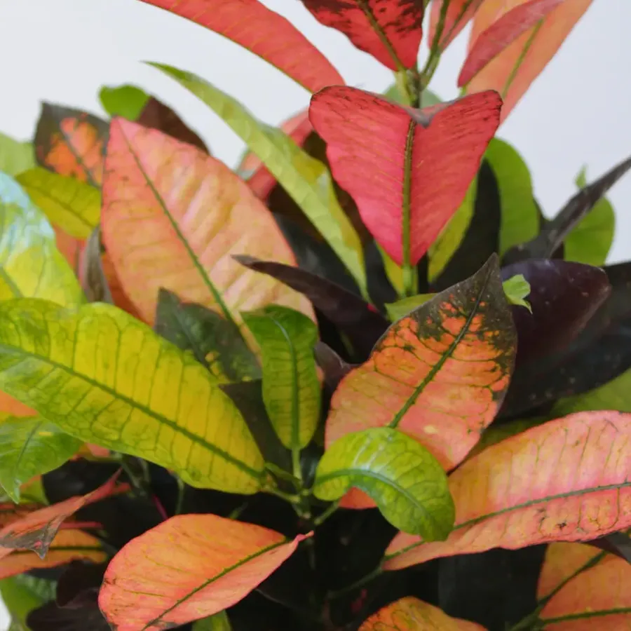 Plant in a Box Croton - Codiaeum variegatum 'Mrs. Iceton' - Hoogte 90-100cm - Pot 27cm