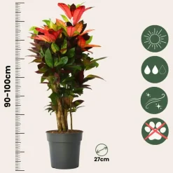 Plant in a Box Croton - Codiaeum variegatum 'Mrs. Iceton' - Hoogte 90-100cm - Pot 27cm