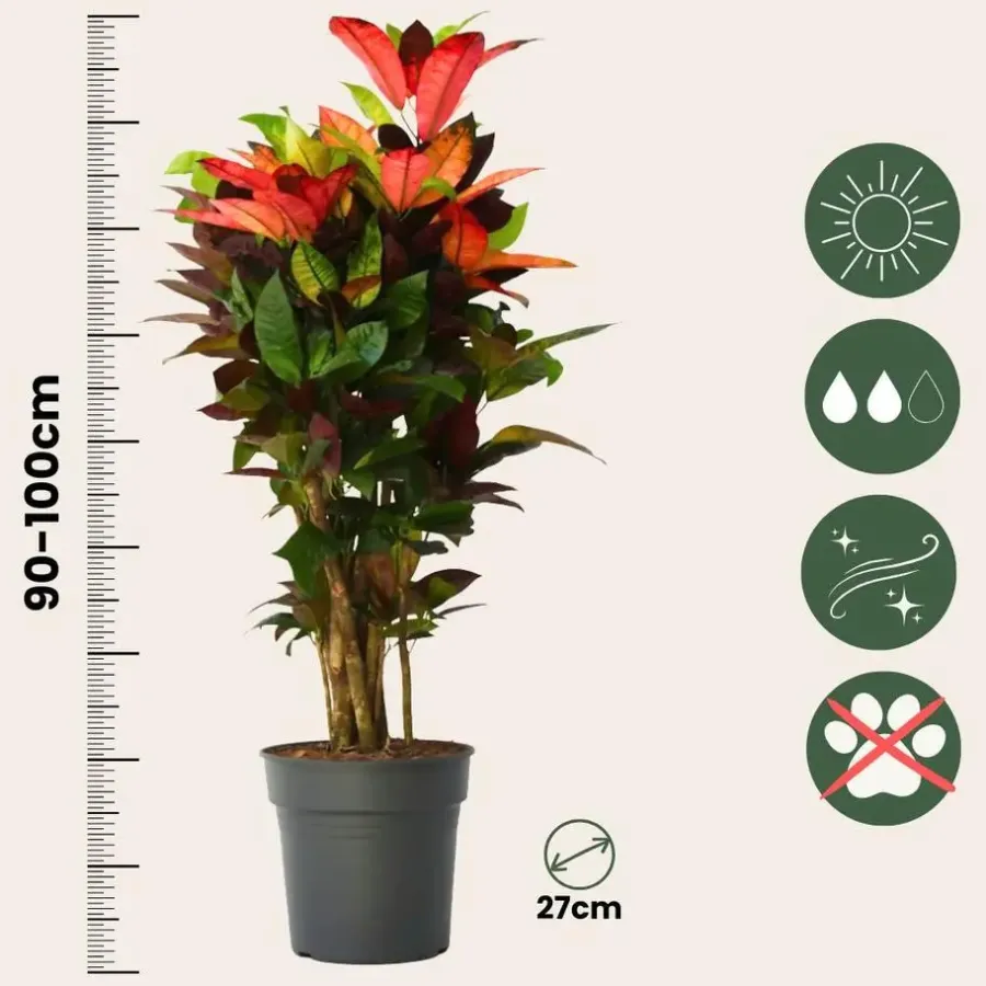 Plant in a Box Croton - Codiaeum variegatum 'Mrs. Iceton' - Hoogte 90-100cm - Pot 27cm