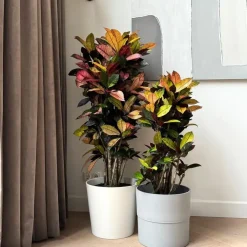 Plant in a Box Croton - Codiaeum variegatum 'Mrs. Iceton' - Hoogte 90-100cm - Pot 27cm