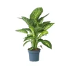 Kamerplanten-Plant in a Box Dief van Bagdad - Dieffenbachia 'Tropic' - Hoogte 70-80cm - ⌀24cm