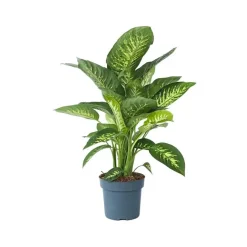 Kamerplanten-Plant in a Box Dief van Bagdad - Dieffenbachia 'Tropic' - Hoogte 70-80cm - ⌀24cm