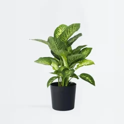 Kamerplanten-Plant in a Box Dief van Bagdad - Dieffenbachia 'Tropic' - Hoogte 70-80cm - ⌀24cm
