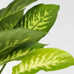 Kamerplanten-Plant in a Box Dief van Bagdad - Dieffenbachia 'Tropic' - Hoogte 70-80cm - ⌀24cm