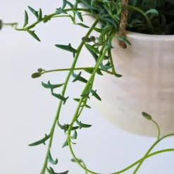 Plant in a Box Dolfijnenplant - Senecio peregrinus - Hoogte 10-20cm - ⌀12cm
