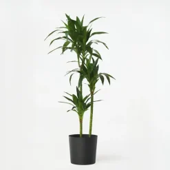Plant in a Box Drakenbloedboom - Dracaena deremensis 'Janet Craig' - Hoogte 140-150cm - ⌀24cm