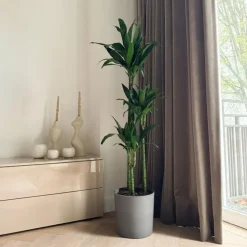 Plant in a Box Drakenbloedboom - Dracaena deremensis 'Janet Craig' - Hoogte 140-150cm - ⌀24cm