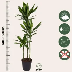 Plant in a Box Drakenbloedboom - Dracaena fragrans 'Cintho' - Hoogte 140-150cm - ⌀24cm
