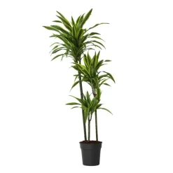 Kamerplanten-Plant in a Box Drakenbloedboom - Dracaena 'Lemon Lime' - Hoogte 130-140cm - ⌀24cm