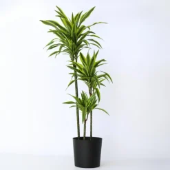 Kamerplanten-Plant in a Box Drakenbloedboom - Dracaena 'Lemon Lime' - Hoogte 130-140cm - ⌀24cm