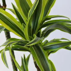 Kamerplanten-Plant in a Box Drakenbloedboom - Dracaena 'Lemon Lime' - Hoogte 130-140cm - ⌀24cm