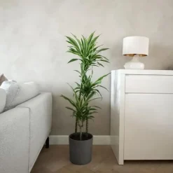 Kamerplanten-Plant in a Box Drakenbloedboom - Dracaena 'Lemon Lime' - Hoogte 130-140cm - ⌀24cm