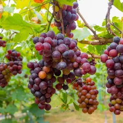 Planten|Bomen-Plant in a Box Druivenplant - Set van 24 - Vitis vinifera - Hoogte 25-40cm - ⌀9cm