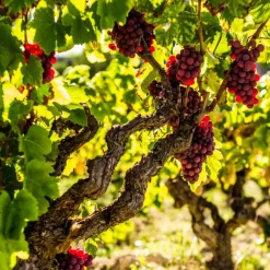Plant in a Box Druivenplant - Set van 3 - Vitis vinifera 'pinot gris' - Hoogte 25-40cm - ⌀9cm