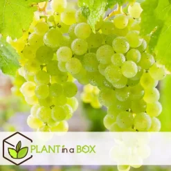Plant in a Box Druivenplant - Set van 3 - Vitis vinifera - Hoogte 25-40cm - ⌀9cm